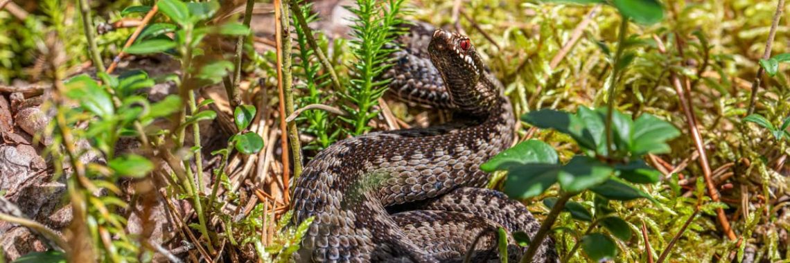A European adder (Vipera berus) camouflaged in a forest environment, showcasing its natural habitat.